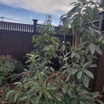 Moon Valley Nurseries - HAUS Avocado - Tree Services Near Me - Irvine, California Moon Valley Nurseries - HAUS Avocado - Tree Services Near Me - Irvine, California
