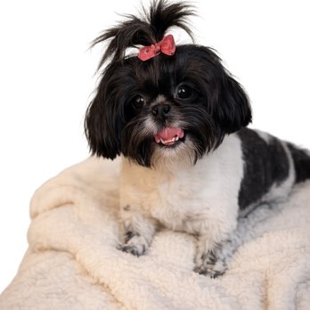 Marks AKC Shih Tzus - Pet Breeders Near Me Marks AKC Shih Tzus - Pet Breeders Near Me
