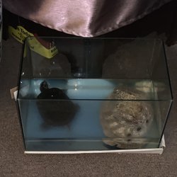 Royal Foot Spa - Live turtle!!