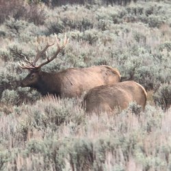 Jackson Hole Eco Tour Adventures - Moose