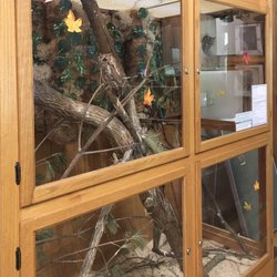 Treehouse Wildlife Center - An indoor owl exhibit.