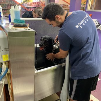 Bark If You're Dirty - Getting washed - Pet Groomers Near Me - Scottsdale, Arizona Bark If You're Dirty - Getting washed - Pet Groomers Near Me - Scottsdale, Arizona