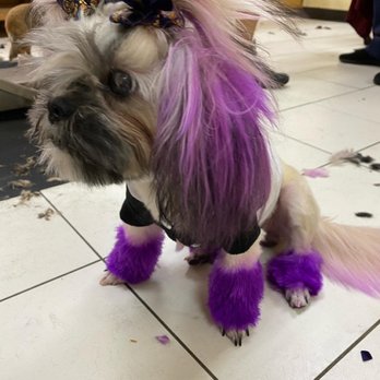 Paws n Claws Grooming - Ella got some color - Pet Groomers Near Me Paws n Claws Grooming - Ella got some color - Pet Groomers Near Me