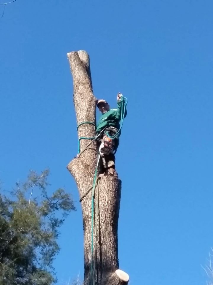 Affordable Montgomery Tree Service - tree service in Montgomery, AL