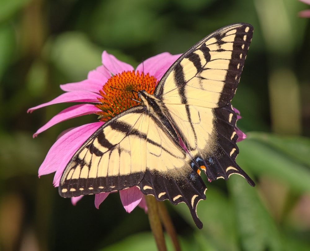 Marcie Warrington Coaching - grief counselor in Santa Fe, NM