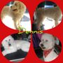 Photo of As Soon As Pawsible Grooming
