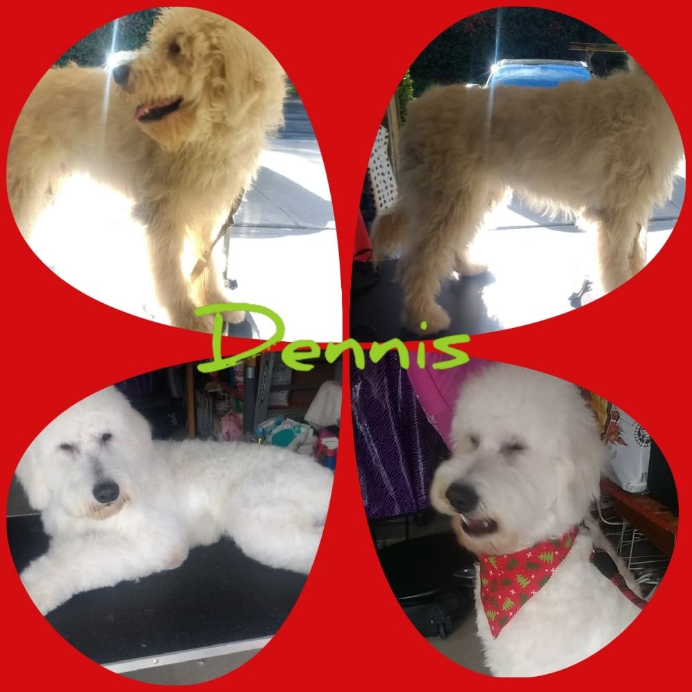 AS SOON AS PAWSIBLE GROOMING Updated July 2024 157 Photos & 16