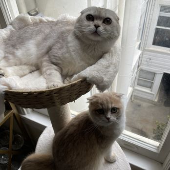 Lulu's Kittens Scottish Folds - Pet Breeders Near Me - Brisbane, California