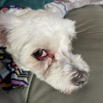 Magic Pet - Next day - Pet Groomers Near Me - Orlando, Florida Magic Pet - Next day - Pet Groomers Near Me - Orlando, Florida
