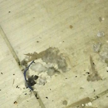 Northbrook Apartments - Mouse droppings - Apartments Near Me - Philadelphia, Pennsylvania Northbrook Apartments - Mouse droppings - Apartments Near Me - Philadelphia, Pennsylvania