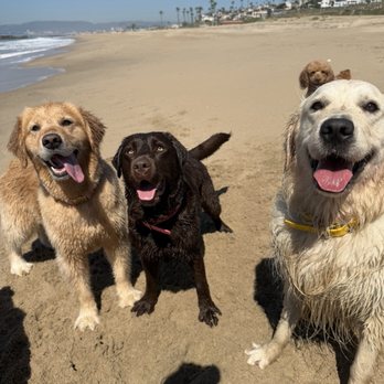Social Pups - Dogs - Dog Walkers Near Me Social Pups - Dogs - Dog Walkers Near Me