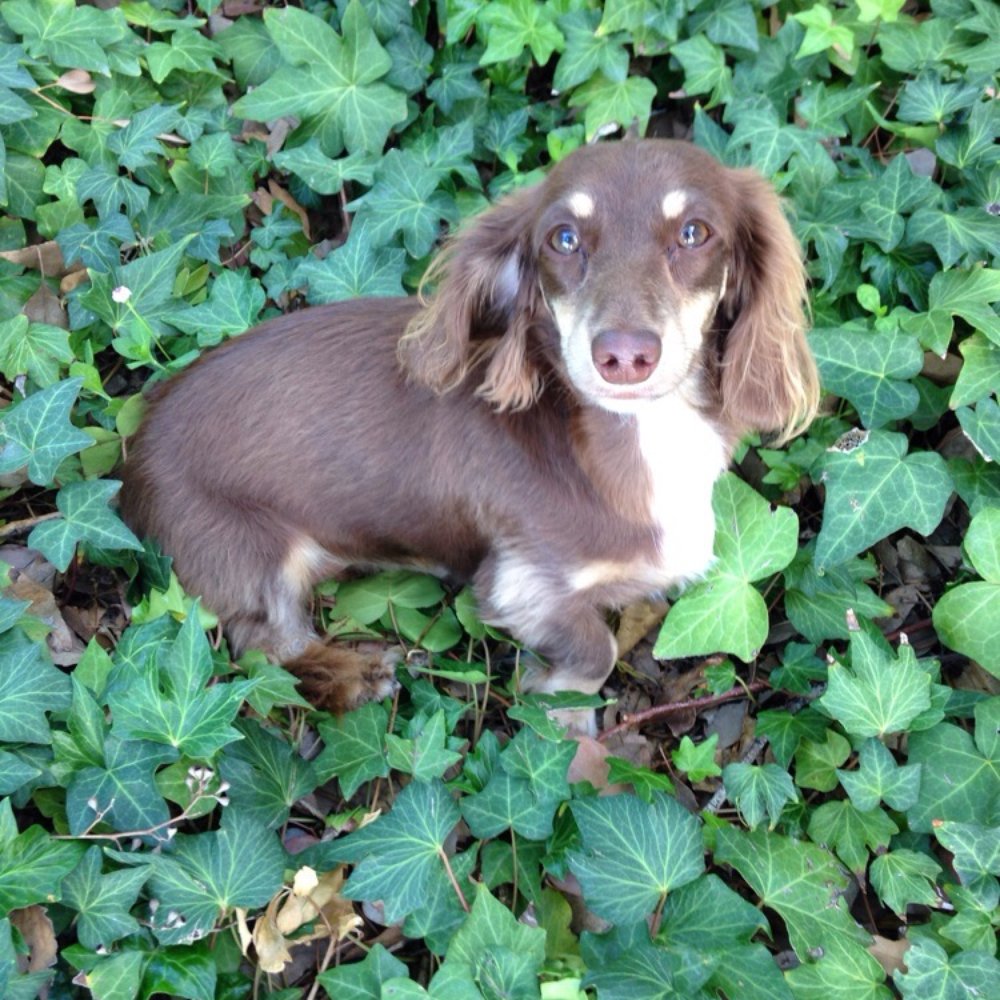 Full Circle Miniature Dachshunds - Pet Breeders Near Me Full Circle Miniature Dachshunds - Pet Breeders Near Me