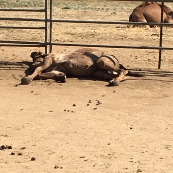 Oasis Camel Dairy - Camel taking a nap. They are treated so well here! Oasis Camel Dairy, Ramona CA - Attraction Farms Near Me - Ramona, California Oasis Camel Dairy - Camel taking a nap. They are treated so well here! Oasis Camel Dairy, Ramona CA - Attraction Farms Near Me - Ramona, California