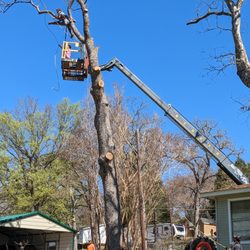 Larry's Tree Service - Safe removal of big limbs WAY up there!