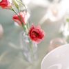 Feisty Flowers gift card