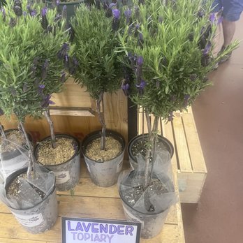 Trader Joe's - Lavender Plants - Grocery Near Me - Albuquerque, New Mexico