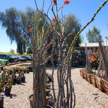 Marbil Nursery Creations - Ocotillos - Nurseries & Gardening Near Me - Litchfield Park, Arizona