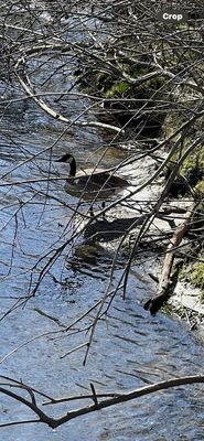 Matthaei Botanical Gardens by null