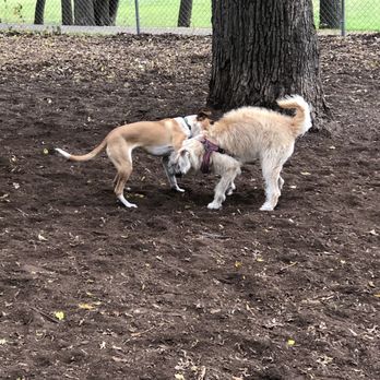 Dakota Park - Getting to know each other - Pets Near Me - Minneapolis, Minnesota Dakota Park - Getting to know each other - Pets Near Me - Minneapolis, Minnesota