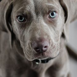 Discretion A Lasting Experience - Animal Photography
