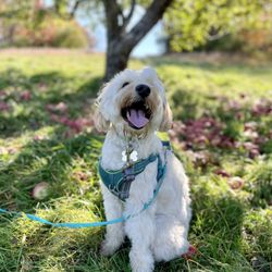Outhouse Orchards - Puppy posing for a picture in front of an apple tree with apples on the ground