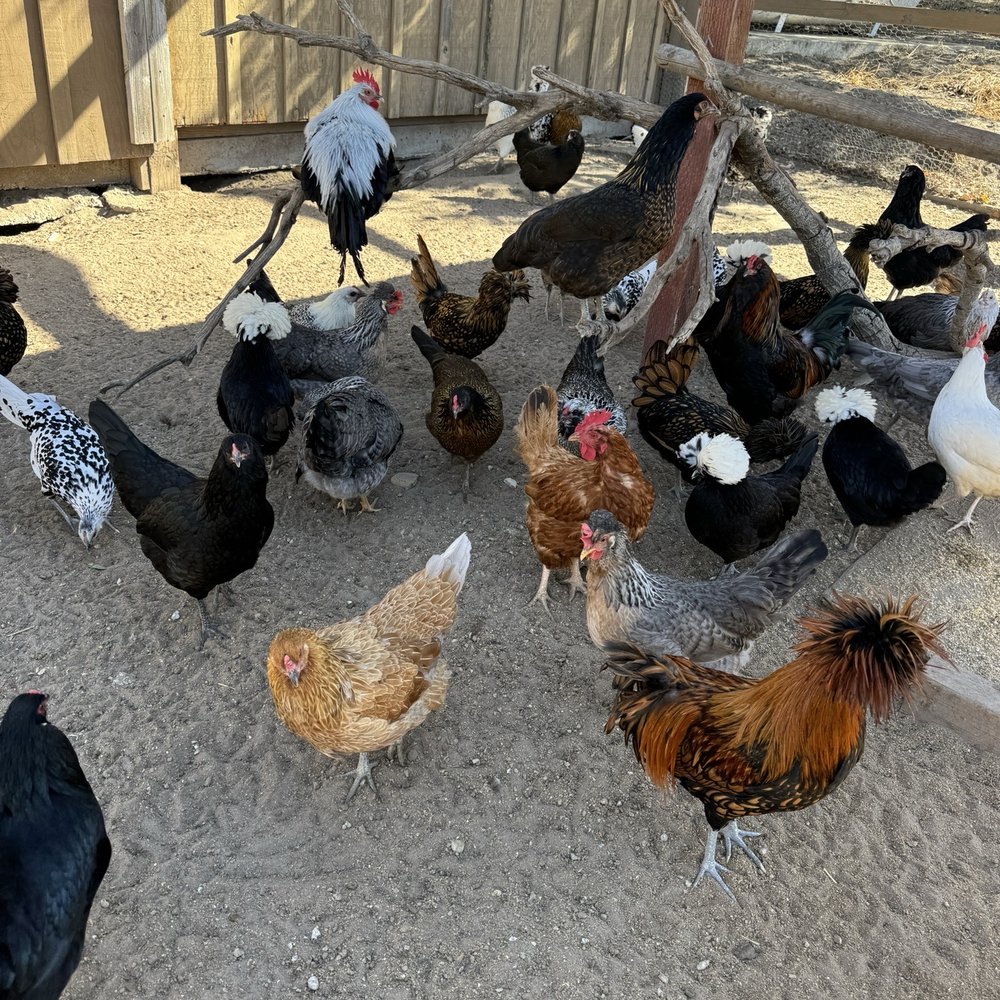 Zaca Creek Ranch - Chickens! - Ranches Near Me Zaca Creek Ranch - Chickens! - Ranches Near Me