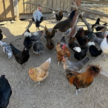 Zaca Creek Ranch - Chickens! - Ranches Near Me Zaca Creek Ranch - Chickens! - Ranches Near Me