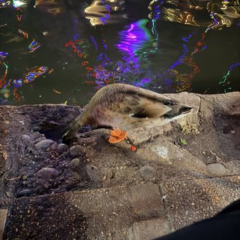 San Antonio River Walk - Tours Near Me San Antonio River Walk - Tours Near Me