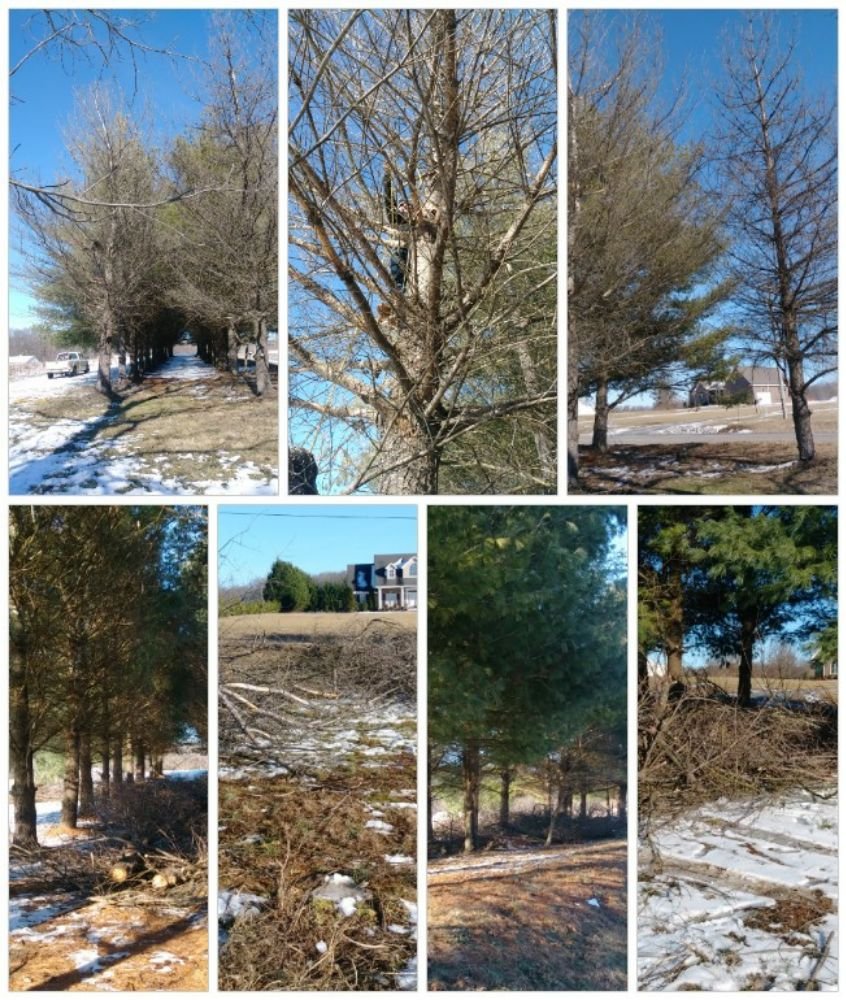 Eden's Lawncare & Tree Service - tree service in Chapmansboro, TN