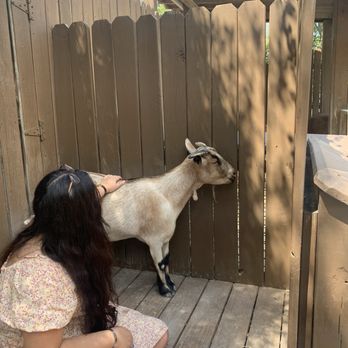 Nashville Zoo - Cute goat - Zoos Near Me - Nashville, Tennessee Nashville Zoo - Cute goat - Zoos Near Me - Nashville, Tennessee