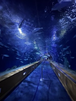 Oceanogràfic València by null