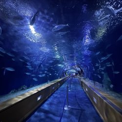 Oceanogràfic - Underwater tunnel