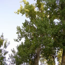 Embarcadère de la Venise Verte