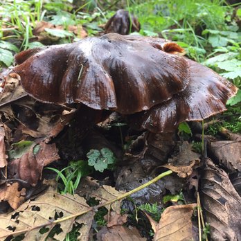 Prairie Creek Redwoods State Park - And more extremely cool mushrooms. - Parks Near Me - Orick, California Prairie Creek Redwoods State Park - And more extremely cool mushrooms. - Parks Near Me - Orick, California