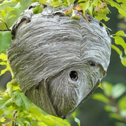 Proactive Pest Control
