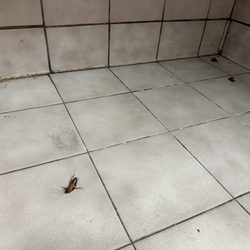 Feces