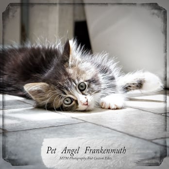 Pet Angel Adoption & Rescue - Animal Shelters Near Me - Frankenmuth, Michigan Pet Angel Adoption & Rescue - Animal Shelters Near Me - Frankenmuth, Michigan