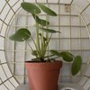Plant Haven gift card