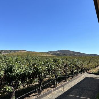 Leoness Cellars - Some of the gorgeous grapevine - Venues & Event Spaces Near Me - Temecula, California Leoness Cellars - Some of the gorgeous grapevine - Venues & Event Spaces Near Me - Temecula, California
