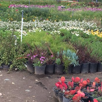 V Montoya Nursery - Flowers and more flowers too - Nurseries & Gardening Near Me - Orange, California V Montoya Nursery - Flowers and more flowers too - Nurseries & Gardening Near Me - Orange, California