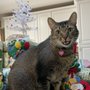 Photo of My Kitty Concierge