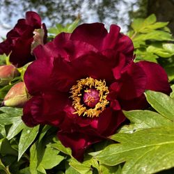 Adelman Peony Gardens - Peony