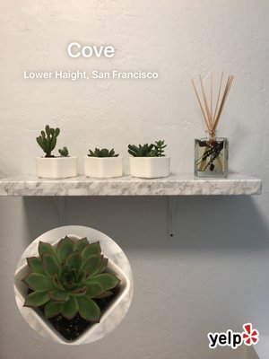 COVE by null