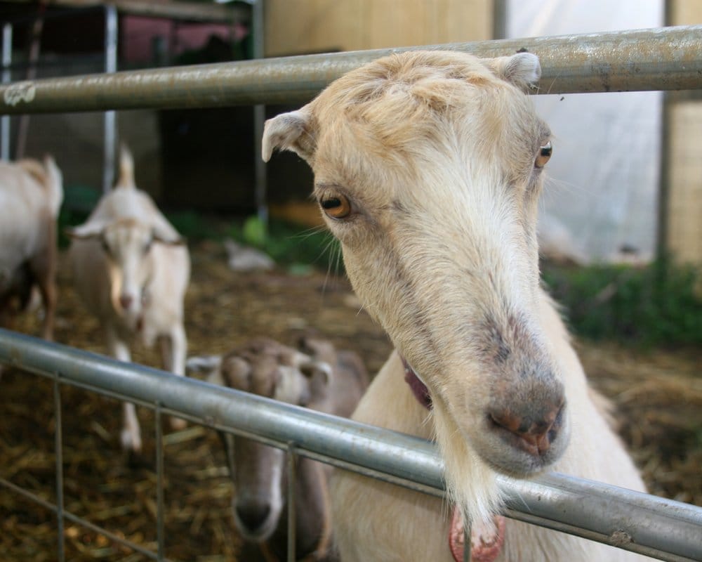 KAUAI KUNANA DAIRY 10 Photos & 33 Reviews 4552 Kapuna Rd, Kilauea