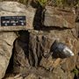 Photo of Cabbage Tree Bay Eco Sculpture Walk