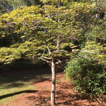 Ash's Japanese Maple Nursery - Nurseries & Gardening Near Me - Hampstead, North Carolina