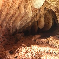 Dons Bees Termites And Weeds