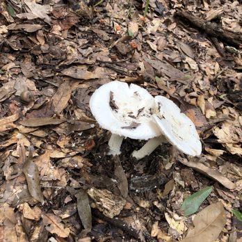 La Chua Trail - Mushroom - Hiking Near Me - Gainesville, Florida La Chua Trail - Mushroom - Hiking Near Me - Gainesville, Florida