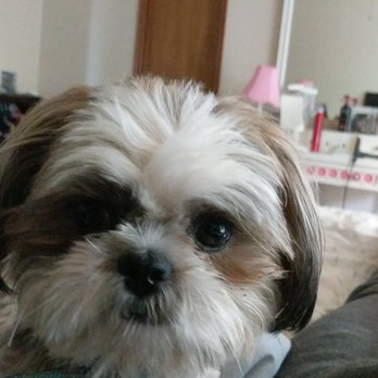 Camp Bow Wow - My dog before the incident at CBW - Pet Boarding Near Me - Edmond, Oklahoma