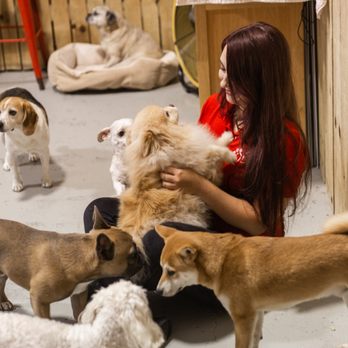 Safe Haven Pet Resort - Pet Sitting Near Me - Rapid City, South Dakota Safe Haven Pet Resort - Pet Sitting Near Me - Rapid City, South Dakota